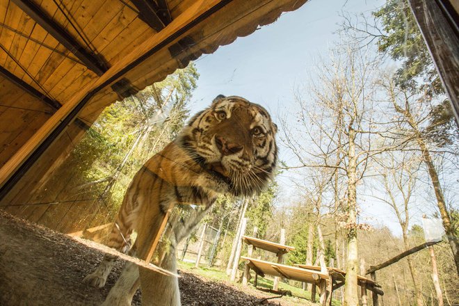 Veliko pozornosti je požel posnetek sibirskega tigra Vita, ki je za kos mesa splezal osem metrov visoko.&nbsp;FOTO: Živalski vrt Ljubljana