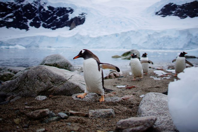 Led se topi, živali izgubljajo dom, sledi pa človeštvo. FOTO: Reuters