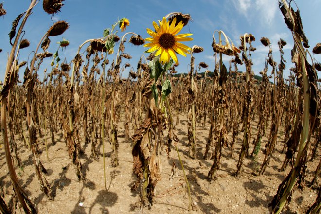 Naravne ujme so čedalje pogostejše, suše niso več presenečenje, tudi zdaj jo imamo. FOTO: Reuters