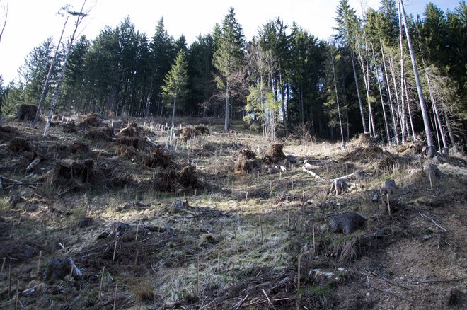 Naravne ujme so čedalje bolj pogoste, bolj odporen je raznolik gozd. FOTO: Zavod Za Gozdove