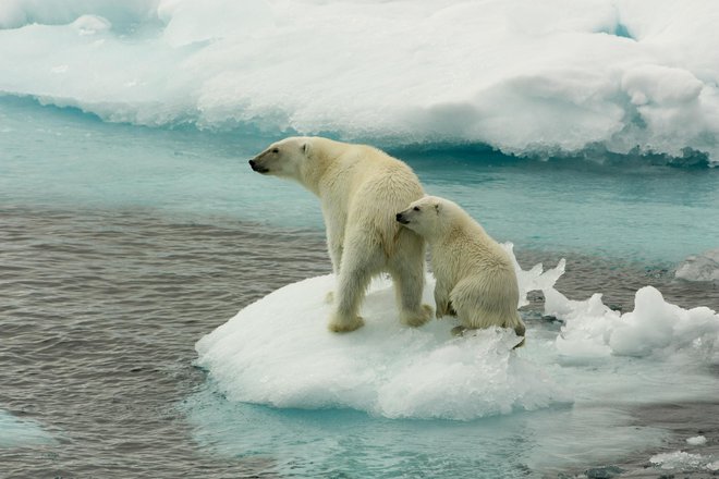 S taljenjem arktičnega ledu življenjsko okolje severnih medvedov počasi izginja. FOTO: Larissa Beumer/Greenpeace