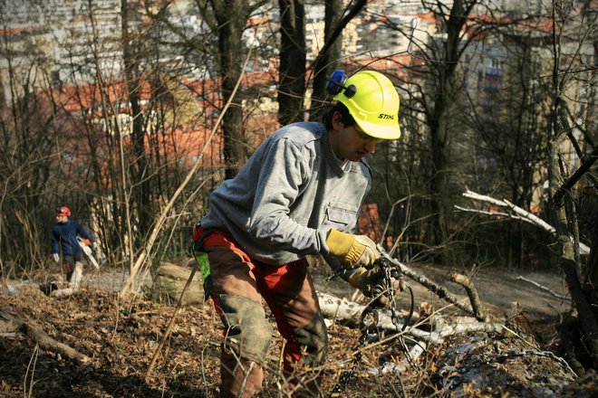 Obiskovalci gozda na Bizoviku, bodite previdni, saj se jutri začenja posek poškodovanih dreves. Fotografija je simbolična.&nbsp; FOTO: Uroš Hočevar/Delo