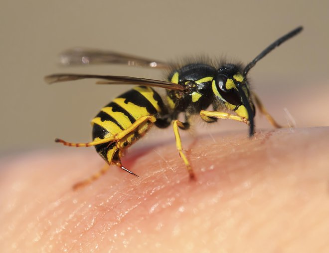 Tudi osam grozijo podnebne spremembe in izguba habitata. FOTO: Getty Images/Istockphoto