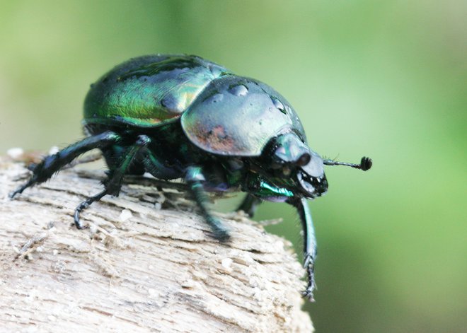 Žuželke so opraševalci, predelovalci odpadnih snovi v naravi in hrana z druge živali. FOTO: Igor Modic/Delo