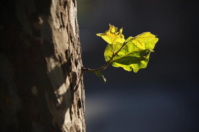 Če bomo skrb za naravo vključili v načrtovanje prihodnjega razvoja, bomo preživeli. Če bomo nadaljevali po stari poti, bodo prišle nove kataklizme. FOTO: Jure Eržen