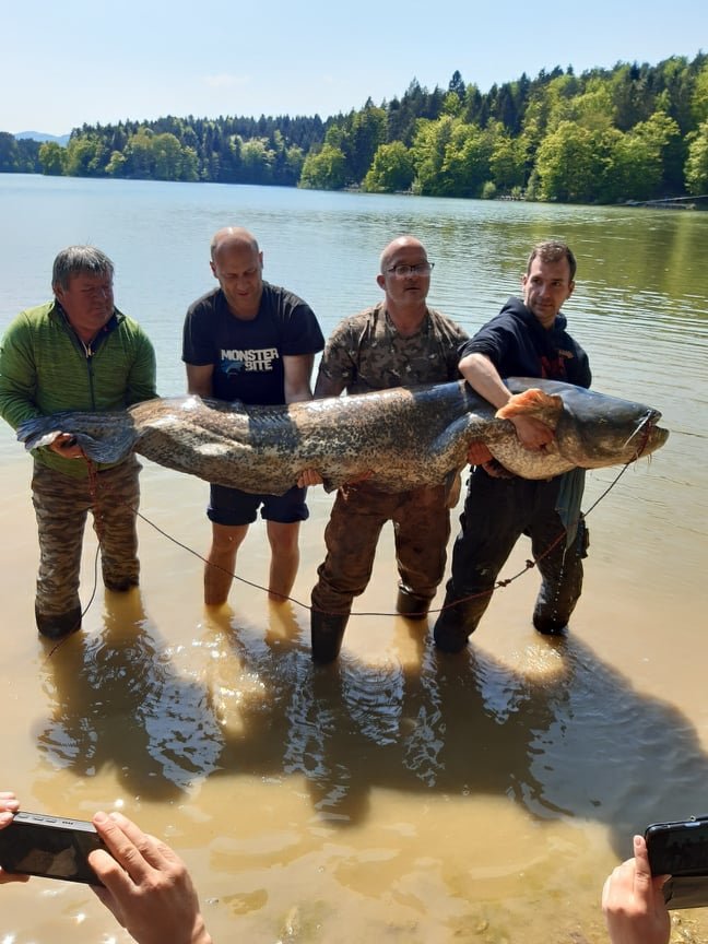 Som, ki so ga skupaj spravili na suho Rudolf Pavlin (drugi z desne), Goran Janićijević (desno) in njegov oče Zoran Janićijević (levo), je bil dolg kar 248 centimetrov. FOTO: RD Celje