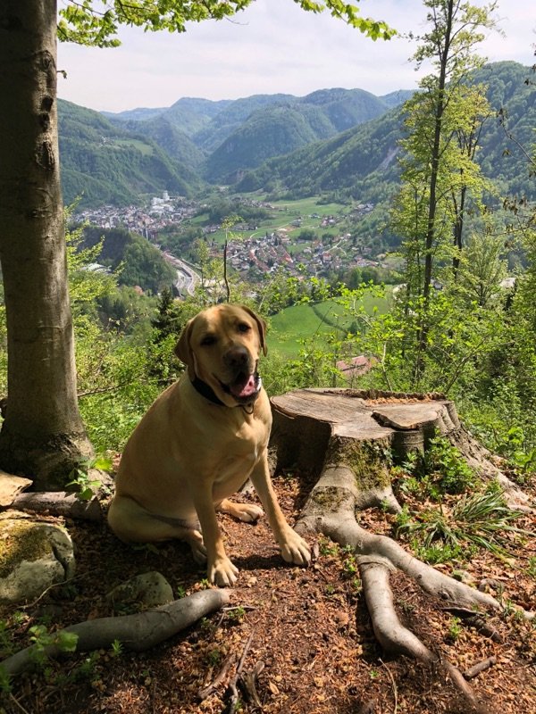 Labradorec Oli uživa na poteh proti Vinam; za njim zagorska dolina. Foto Osebni Arhiv Laura