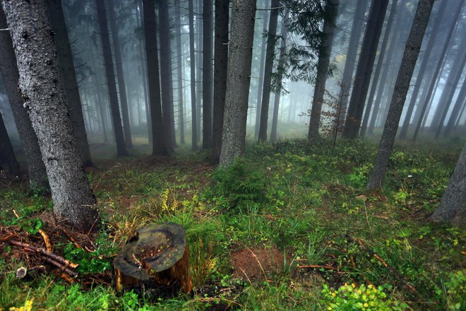 Za marsikaterega lastnika je gozd rezerva, ki zagotavlja socialno varnost, a z njim je treba gospodariti, opozarja Andrej Bončina. FOTO: Tadej Regent