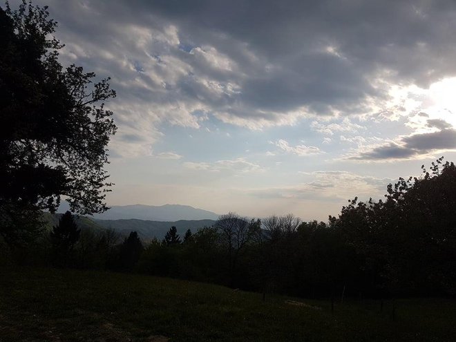 Javor, pogled proti domu. FOTO: Primož Kališnik