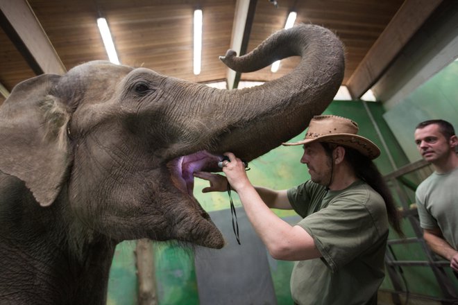 Slonico Gango med jutranjo rutino tudi pregledajo: pokaže zobe, s trobcem pihne vzorec tekočine, da ga lahko pregledajo in analizirajo.&nbsp;FOTO:&nbsp; ZOO Ljubljana