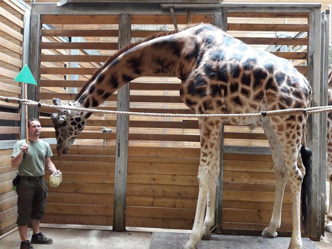 FOTO:  ZOO Ljubljana