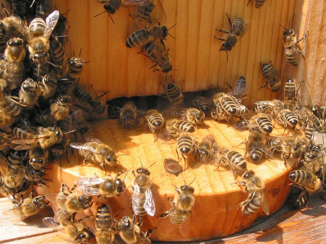 &raquo;Če čebel zdaj 14 dni ne bomo hranili, bodo od lakote pomrle. Čebelje družine potrebujejo po kilogram sladkorja na dan,&laquo; opozarja Boštjan Noč, predsednik Čebelarske zveze Slovenije.<strong> </strong>Foto Primož Hieng