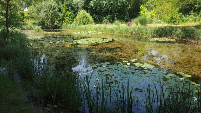 Mura napaja številna mokrišča. FOTO: Borut Tavčar/Delo