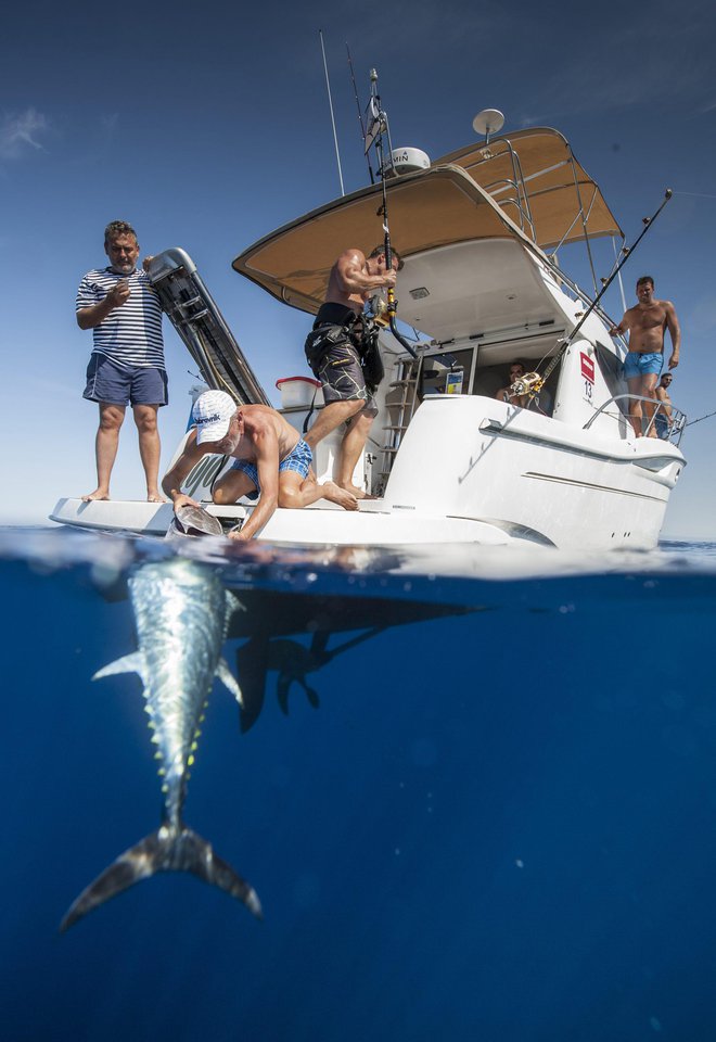 Tako so spustili tuna s trnka, ko so ga ulovili na tekmovanju v Rogoznici. FOTO: Božidar Vukičević / Cropix