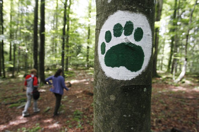 Petega maja je medved med vasema Klada in Želimlje napadel pohodnika. Razlog za napad je bilo presenečenje, saj je moški medveda nehote presenetil od zadaj&nbsp;na zelo kratki razdalji.&nbsp;FOTO: Leon Vidic