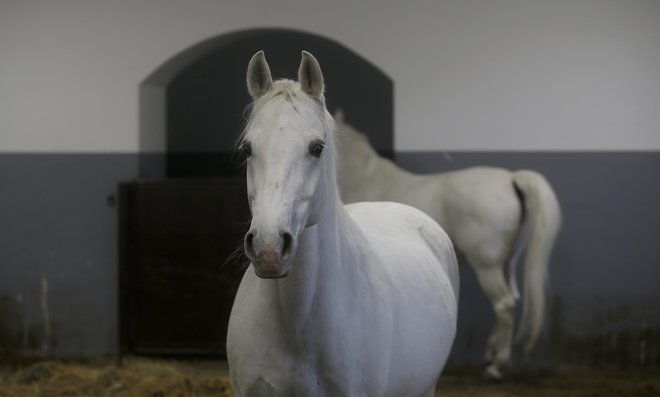 Skrb za lipicance bi morala biti na višji ravni, ugotavlja skupina veterinarjev, ki je opravila nadzor v Kobilarni Lipica. Foto Blaž Samec