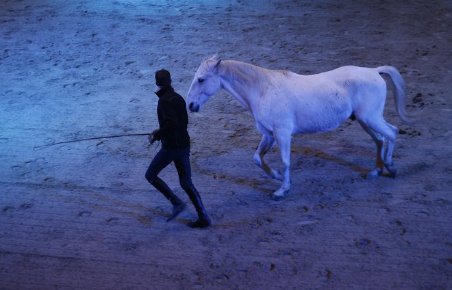 Mednarodni trener za dresuro konj Iztok Humar trdi, da v Lipici zanemarjajo klasično šolo jahanja. Foto Blaž Samec