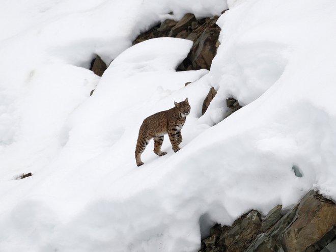 A lynx climbs a hill after crossing the finish area during the first training run for the men's Downhill race of the Vancouver 2010 Winter Olympics in Whistler, British Columbia, February 10, 2010.    REUTERS/Leonhard Foeger (CANADA) - RTR2A21U