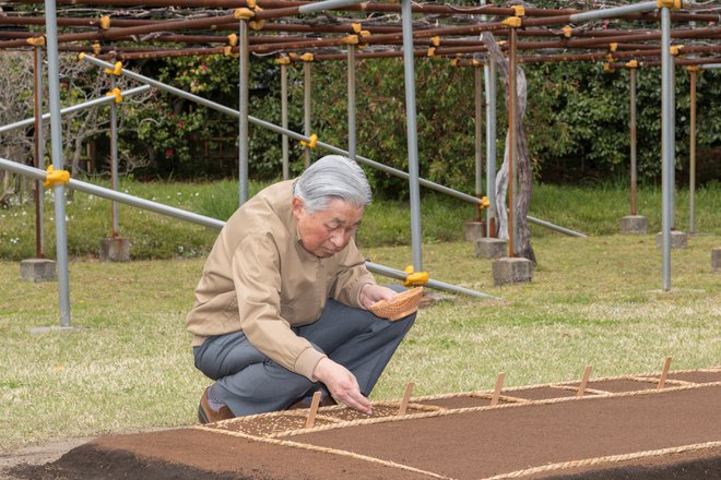 Emperor Akihito plants rice seedlings in a paddy field at the Imperial Palace in Tokyo, Japan April 11, 2019. Imperial Household Agency of Japan/Handout via REUTERS ATTENTION EDITORS - THIS PICTURE WAS PROVIDED BY A THIRD PARTY. - RC1BF2949760