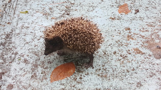 Vse &quot;nepopolnosti&quot;, ki so me na vrtu motile, so za ježe popolna rešitev. FOTO: Maja Prijatelj Videmšek