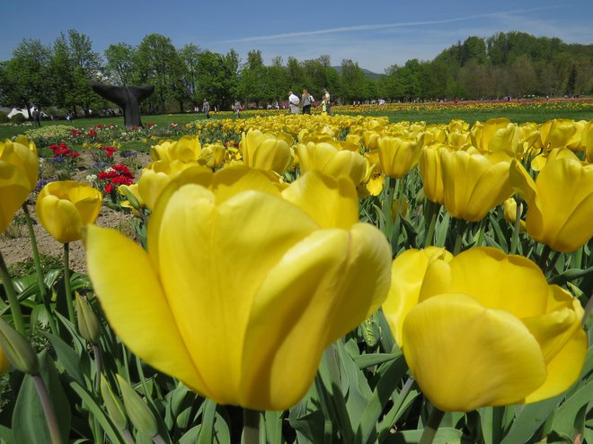 Lani je Arboretum med 15. marcem in 5. majem obiskalo 60.000 ljudi. Tokrat bo obisk precej skromnejši. FOTO: Bojan Rajšek/Delo