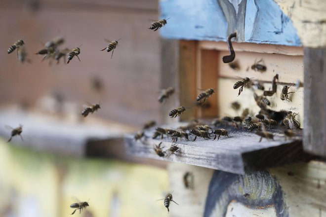 Kranjska čebela je cenjena zaradi svoje krotkosti, zaradi česar po njej povprašujejo tudi v drugih država. FOTO: Leon Vidic