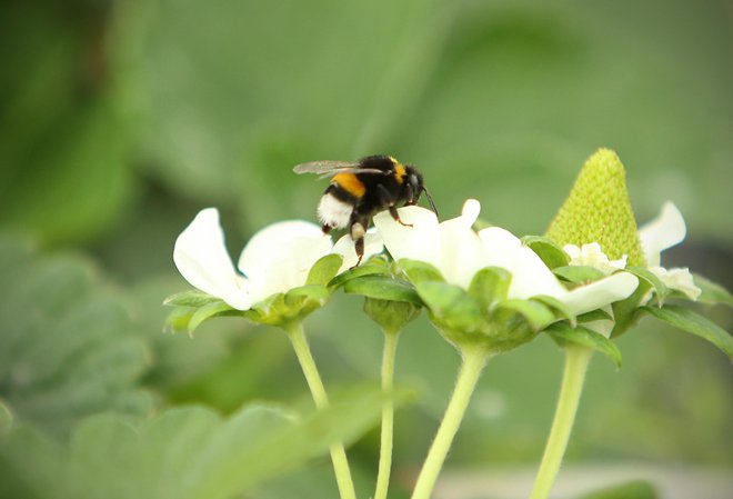 Čmrlji so bolj pridni kot čebele in oprašujejo rastline, ki jih te ne morejo. FOTO: Jure Eržen/Delo