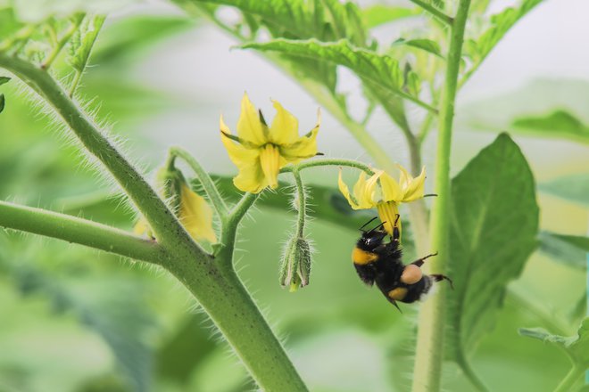 Čmrlji znajo paradižnik prisiliti v hitrejše cvetenje in si tako priskrbijo zgodnejšo pašo. Foto Shutterstock