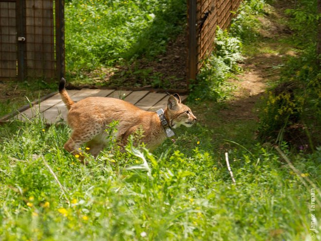 Po Goruju in Katalinu so v naravo izpustili še Borisa. FOTO: Life Lynx