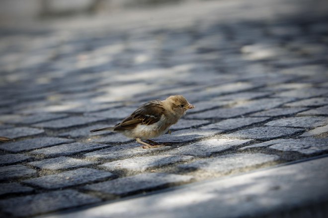 Za nekatere&nbsp; je čivkanje posledica neobvladljive potrebe po sporočanju. FOTO: Leon Vidic