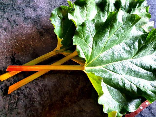 Čudovita rabarbara, ki prav resnično lahko poživi naš jedilnik in nas obogati z nekaj vitamini. FOTO: Tanja Drinovec