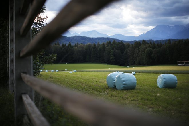 Varujmo naravo; ne žagajmo veje, na kateri sedimo. Foto: Jure Eržen/delo