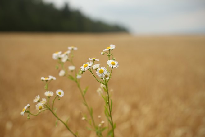 FOTO: Jure Eržen/Delo