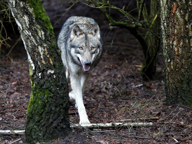 Ko tudi volk ni več samo volk ... FOTO: REUTERS Foto Axel Schmidt Reuters