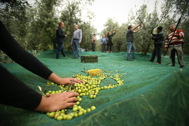 Seznam zdravilnih učinkov kakovostnega oljčnega olja je dolg, varuje tudi pred prostimi radikali in staranjem celic. FOTO: Jure Eržen/Delo