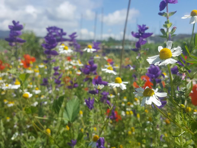 Če komu pojem biodiverziteta nič ne pomeni, naj si predstavlja sebe na pisanem cvetočem travniku. Biodiverziteta je pestrost vsega živega. FOTO: Maja Prijatelj Videmšek