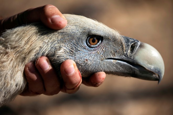 Glava teh ogromnih ptic roparic. FOTO: Amir Cohen/Reuters