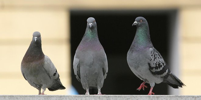 Med letoma 1998 in 2004 so ljubljanske golobe hranili s kontracepcijsko koruzo, s čimer je v Dravljah v treh letih uspelo zmanjšati populacijo kar za 70 odstotkov, potem je postala nesprejemljiva. FOTO: Matej Družnik/Delo