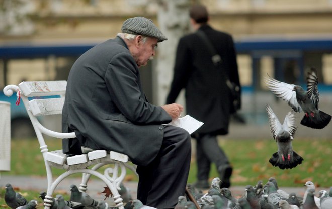 Hranjenje privablja golobe, zaradi obilja pa se tudi bolj razmnožujejo. FOTO: Roman Šipić/Delo