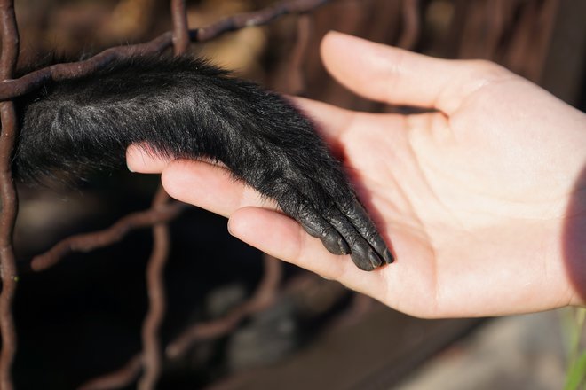 Michael Tomasello je s kolegi izvedel obsežno primerjalno študijo dve leti in pol starih otrok, šimpanzov in orangutanov. Vse tri biološke vrste so opravljale podobne psihološke teste. FOTO: Shutterstock