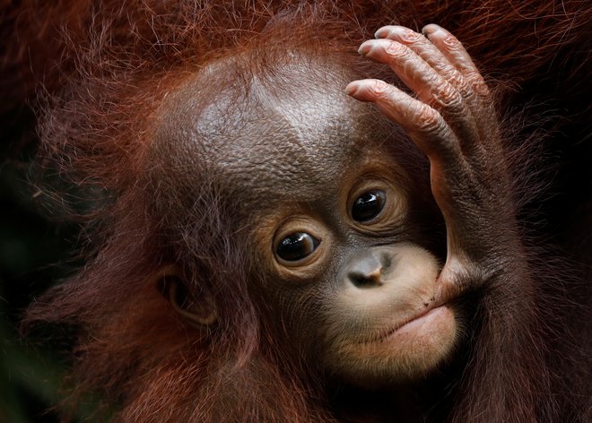 Tomasello je s kolegi izvedel obsežno primerjalno študijo dve leti in pol starih otrok iz Leipziga, šimpanzov iz naravnih rezervatov v Afriki ter orangutanov iz Indonezije. FOTO: Edgar Su/Reuters