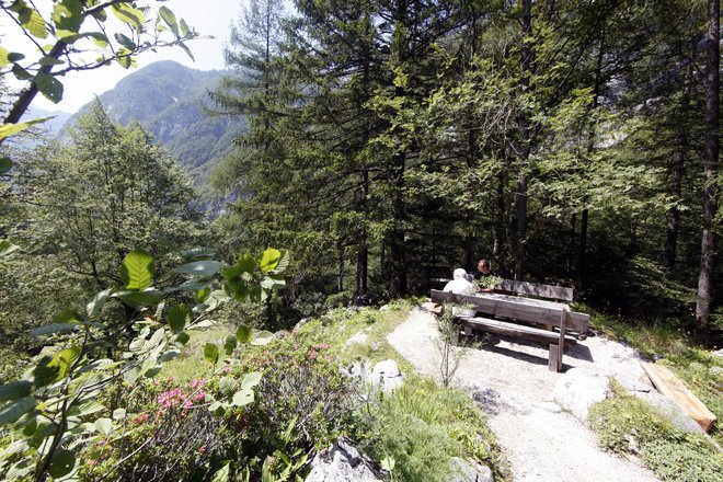 Vrata v alpski botanični vrt Julijana v Trenti so spet odprta.<br />
Foto Mavric Pivk