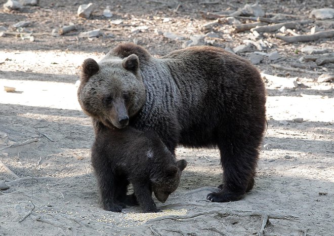 FOTO: Ljubo Vukelič/Delo