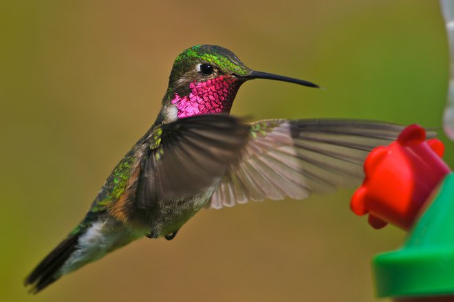 Veliko ptic se nam zdi pisanih, a kako pisane so šele same sebi.&nbsp;Foto Shutterstock