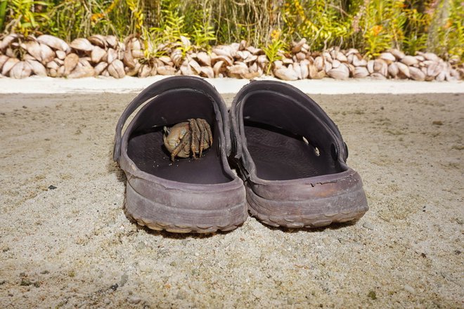 V teh kao trendi šlapah hodim po stanovanju, na dopustu si v njih namreč polomim nohte na nogah in zvijam gležnje in sem na poti iz bifeja jako nesiguren. FOTO: Shutterstock