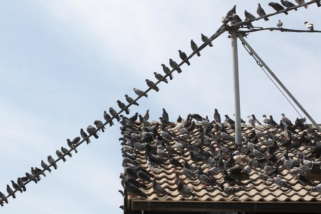 Z golobi se dela danes drugače ... FOTO: Dejan Javornik/Slovenske novice