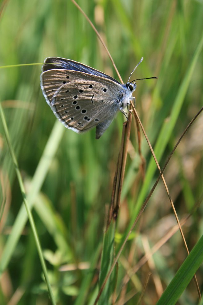 ​Preživetje metulja z bledo modrimi krili je odvisno od ene same vrste rastline in ene same vrste mravlje. FOTO: Projekt Ljuba<br />
&nbsp;