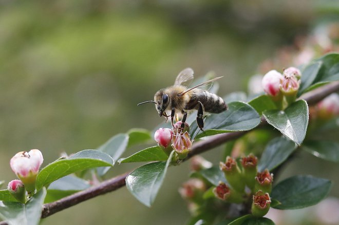 V čebelarski zvezi ministrstvo pozivajo, naj nacionalna odredba ostane. FOTO: Leon Vidic
