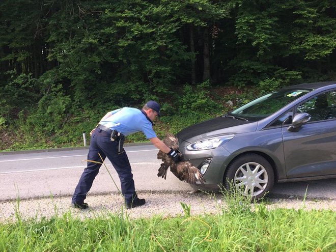 Čemu se je ford nemškega lastnika zdel slovenski ujedi tako zanimiv, da ga je hotela prestreči kar med vožnjo, ne bo nikoli znano. FOTO: PU Novo mesto/Facebook