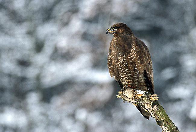 Tako izgleda kanja v polni formi. Je najpogostejša ujeda v Srednji Evropi. Leti počasi in pogosto jadra na vzgorniku, ko lovi, pa se zelo hitro, pogosto navpično zažene proti plenu. Zraste od 51 do 56 centimetrov. FOTO: Marek Szczepanek/Wikipedia